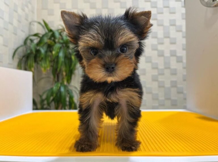 teacup yorkie puppies